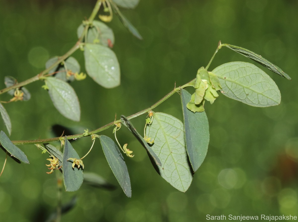 Phyllanthus quadrangularis Willd.
